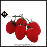 Tomato Seeds, F1 Hybrid, RONCO(Determinate) {WINTER}