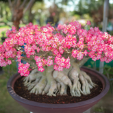 Adenium Arabikum (Pack Of 5) صحرا گلاب