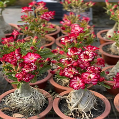 Adenium Arabicum Seeds (PACK OF 5)