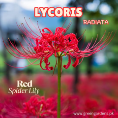Lycoris Radiata – Red Spider Lily (PACK OF 5 Bulbs)