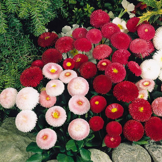 bellis perennis monstrosa 3 green gardens