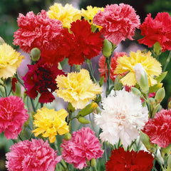 Carnation Seeds - Mix Colors (WINTER)