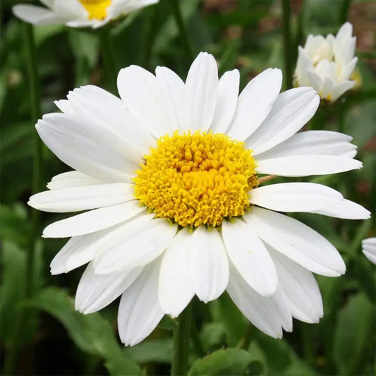 chrysanthemum mayfield giants green gardens