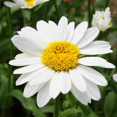 chrysanthemum mayfield giants green gardens