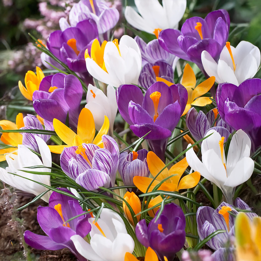 Crocus Bulbs - Mixed (WINTER) {PACK OF 10}