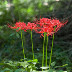 Lycoris Radiata – Red Spider Lily (PACK OF 5 Bulbs)