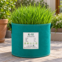 Dog grass growing in GREEN GARDENS G-12 felt fabric grow bag