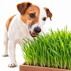 Dog eating fresh dog grass on pure white background for GREEN GARDENS sticker