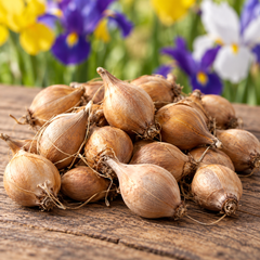Close-up of realistic Dutch Iris bulbs arranged on wooden table with garden flowers behind