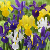 Dutch Iris Bulbs - Mix Colors