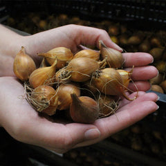 Dutch Iris Bulbs - Mix Colors