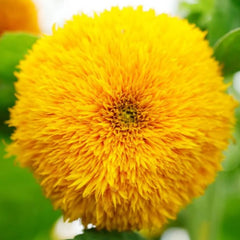 Sunflower Seeds - Teddy Bear (Dwarf) {SUMMER}