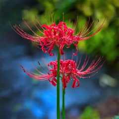 Lycoris Radiata – Red Spider Lily (PACK OF 5 Bulbs)