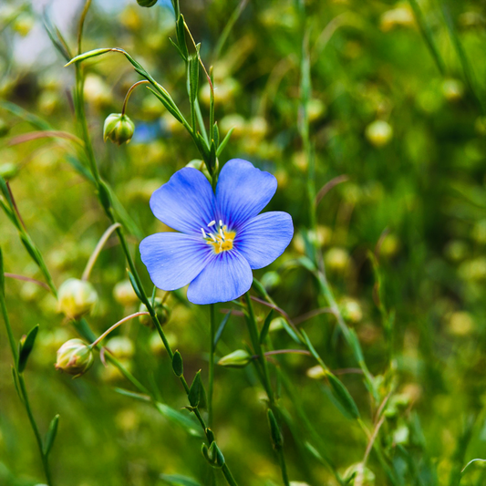 Flax Seeds السی کے بیج (WINTER)