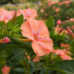 4′ O Clock, Mirabilis Jalapa Seeds (Salmon) (SUMMER)