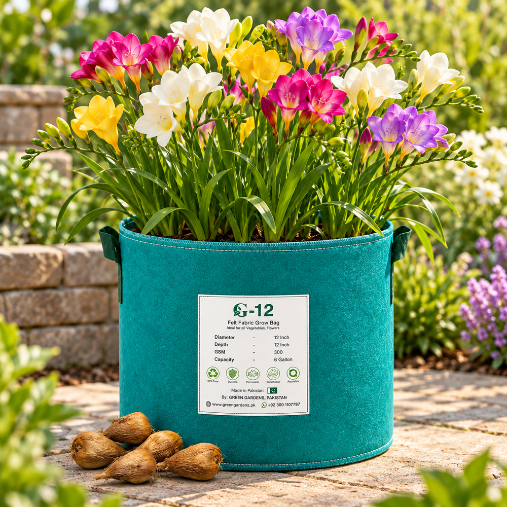 Full freesia plant growing in GREEN GARDENS G-12 felt grow bag