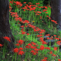Lycoris Radiata – Red Spider Lily (PACK OF 5 Bulbs)