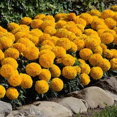 African Marigold –Gold (PanAmerican Seed)