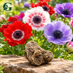 Anemone De Caen Mixed single corm with colourful spring flowers – GREEN GARDENS