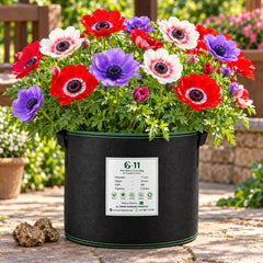 Mature Anemone De Caen Mixed plants flowering in GREEN GARDENS G-11 grow bag