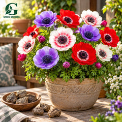 Anemone De Caen Mixed garden planter lifestyle image