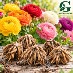 Five separate Ranunculus Mixed corms in a vibrant colourful flower display – GREEN GARDENS