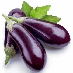 Brinjal Seeds, F1 Hybrid {WINTER} (Long) بینگن لمبا