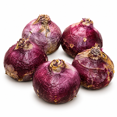 Five Hyacinth Mixed Colours bulbs on a pure white background