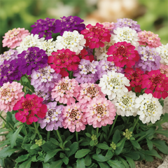 iberis_umbellata_fairy_GRREN_GARDENS