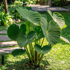 Alocasia Bulbs - GREEN (Elephant Ear)