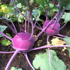 Kohlrabi (Purple) گنڈھ گوبھی