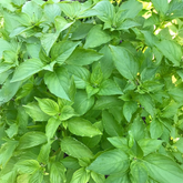 Lemon Basil (WINTER/ SUMMER) لیموں نیاز بو
