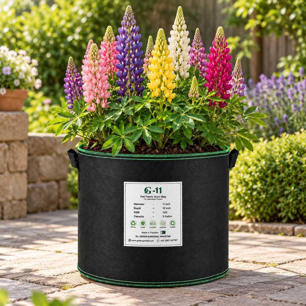 Lupins full plant in GREEN GARDENS G-11 grow bag