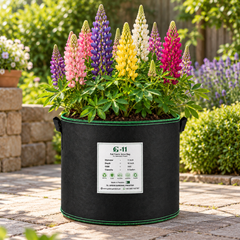 Lupins full plant in GREEN GARDENS G-11 grow bag