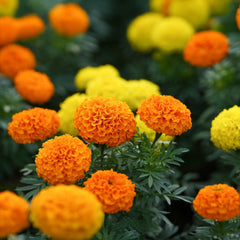 Marigold Crackerjack - Mix