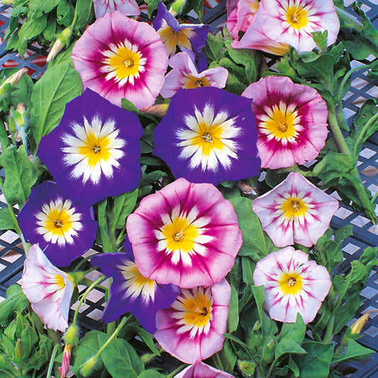 Morning Glory Seeds - Convolvulus Minor Tricolour (SUMMER)