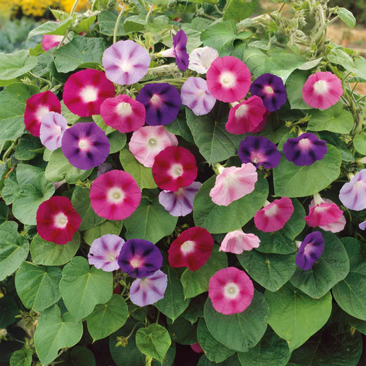 Morning Glory Seeds - Field Grown Mix (SUMMER)