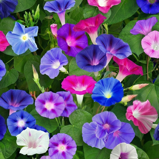 Morning Glory Seeds - Imperial Mix (SUMMER)