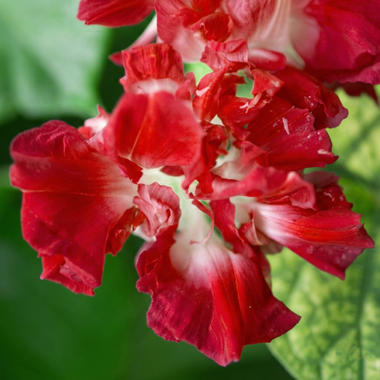 Morning Glory Seeds - Ruffled Red (SUMMER)