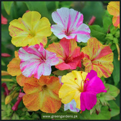 4 O' Clock Bicolour (Mirabilis Jalapa) Seeds - {SUMMER} گلِ عباسی