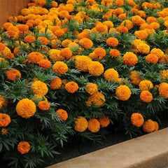 African Marigold – Orange (PanAmerican Seed)
