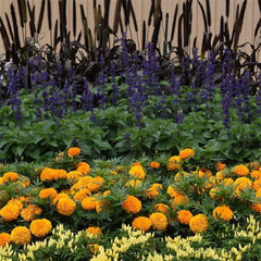 African Marigold – Orange (PanAmerican Seed)