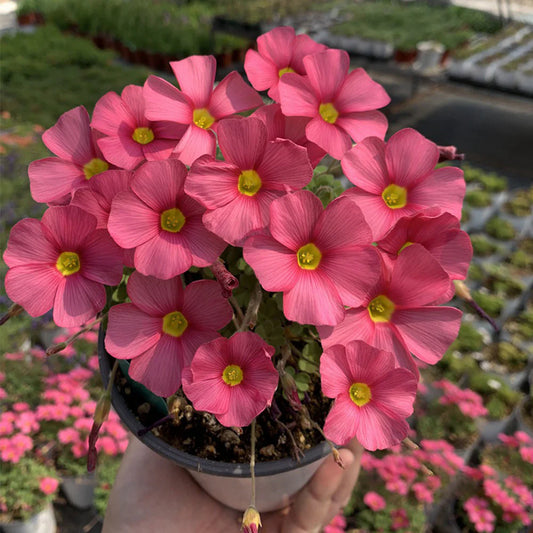 oxalis-rhodo-purple-ornamental-plant.jpg-2