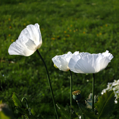 Breadseed Poppy (Papaver somniferum) - White {WINTER}