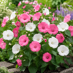 Rose Mallow Seeds – Lavatera trimestris Flower Seeds Pakistan (WINTER)