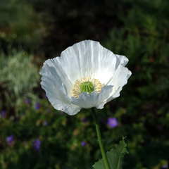 Breadseed Poppy (Papaver somniferum) - White {WINTER}