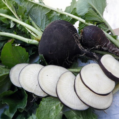 Radish Seeds - Black (WINTER)/ کالی مولی