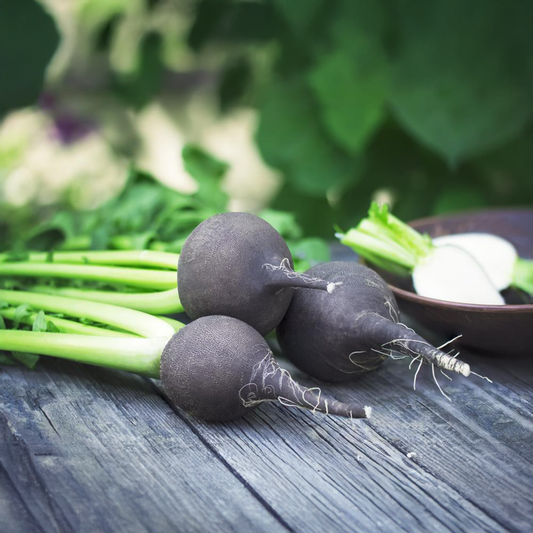 Radish Seeds - Black (WINTER)/ کالی مولی