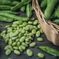 FAVA Beans (Broad Beans) {WINTER}
