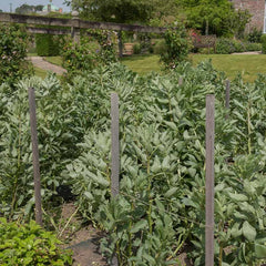 FAVA Beans (Broad Beans) {WINTER}